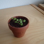 Strawberries!