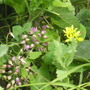 Yellow alium