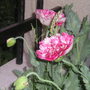 Poppies