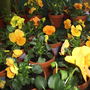 Apricot_pansies