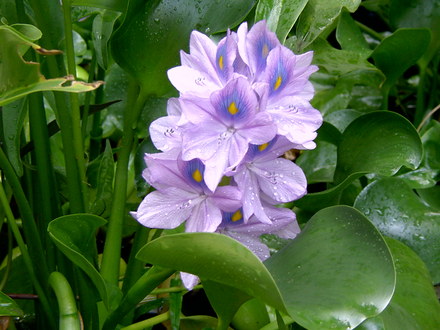 water hyacinth