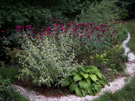 beebalm in summer