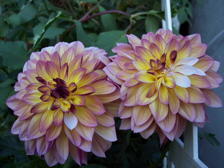 dahlias in07