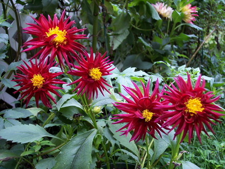 dahlias in 07