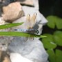 Dragonfly_blue_dasher_male_close_7-16-02_sm_best