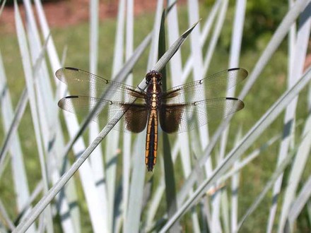 Widow Skimmer dragonfly