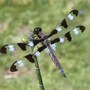 Dragonfly_twelve-spotted_skimmer_above_6-03-04_exc