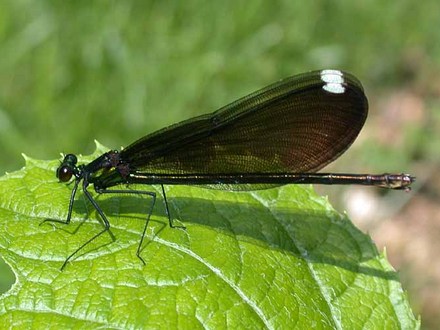 Ebony Jewelwing damselfly