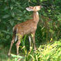 1_a_fawn_foraging_back_yard_8-17-06