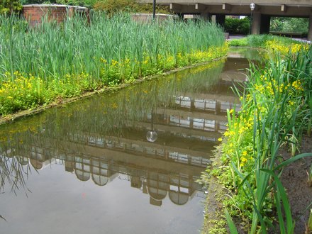 Bog Garden in Bloom