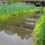 Bog Garden in Bloom