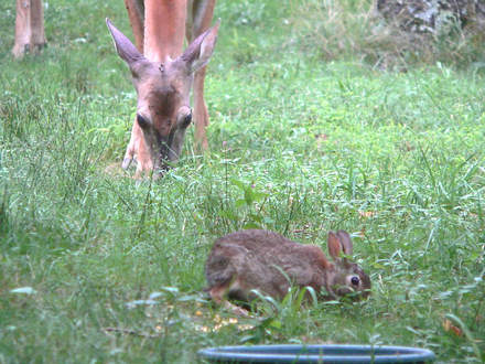 Doe and bunny