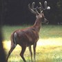 Bigboy7-99_lr