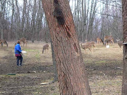 Me Feeding Deer