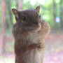 Chippy_look_in_window_7-27-07_dirtywindow