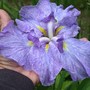 Dinnerplate Iris (Iris)