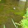 Algae_and_drake