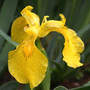 Iris_yellowrain_5-07-03sm