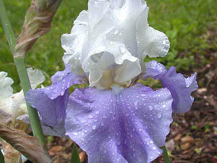 Iris Stairway To Heaven (Iris 