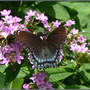 Red-spotted_purple_on_phlox_8-09-06_exc_med