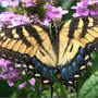 Tiger_st_female_phlox_8-08-06_top_exc_med