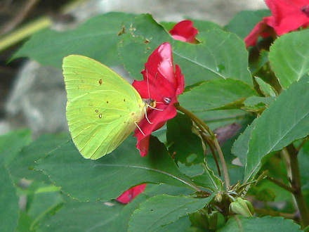 Cloudless Sulphur butterfly on Waterfall Impatiens (Impatiens walleriana (Busy Lizzie) red)