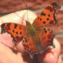 Comma_topwing_on_hand_9-09-06_exc_med