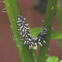 Eastern Comma Larva
