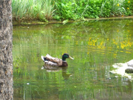 Mallard Drake