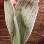 Stripy tulip!