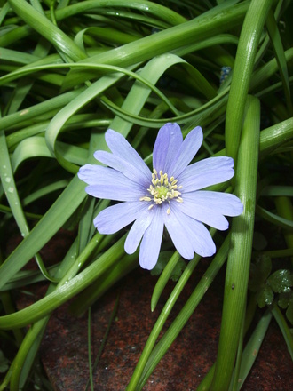 Amemone blanda  (Anemone blanda (Anemone))