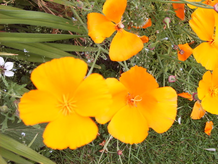 Eschscoltzia californica (Eschscholzia californica (California poppy))