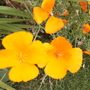 Eschscholzia californica (California poppy)