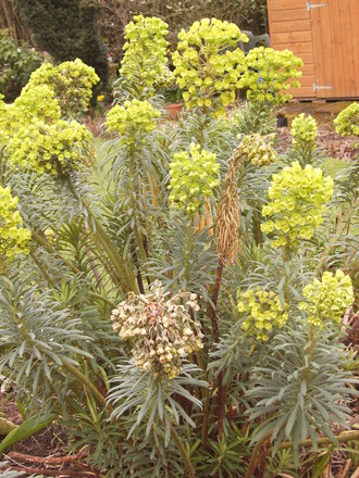 Euphorbia characias subsp. wulfenii (Euphorbia characias subsp. wulfenei)