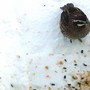 Quail_snow2