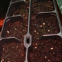 Stipa tenuissima seedlings (Stipa tenuissima (Feather grass))