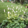Persicaria effinis (Persicaria effinis (Bistort))