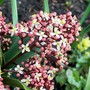 15_3_8.jpg (Skimmia japonica)