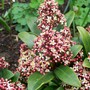 15_3_9.jpg (Skimmia japonica)