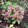 15_3_20.jpg (Skimmia japonica)