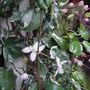 Clematis' Apple blossom' (clematis arm.)