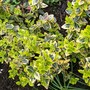 Euonymus - lovely spring greens (Euonymus fortunei)