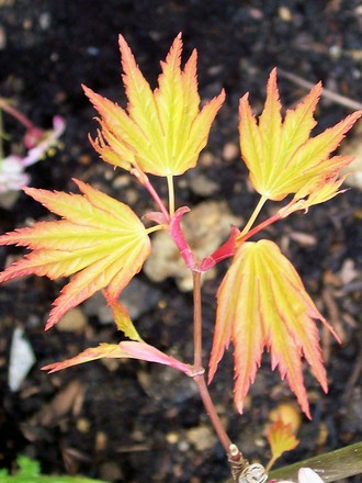 Acer palmatum 'Orange Dream' (Acer palmatum)
