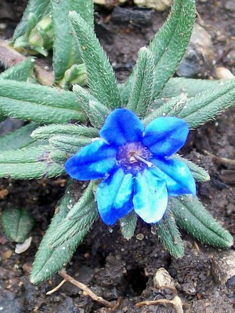 Lithodora diffusa 'Heavenly Blue' (Lithodora diffusa (Lithodora))
