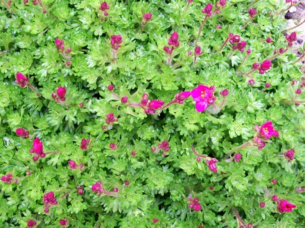 Moss Saxifraga - springing into life (Saxifraga x arendsii)
