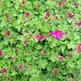 Moss Saxifraga - springing into life (Saxifraga x arendsii)
