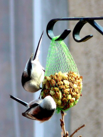 Long tailed tits