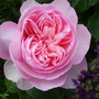 June_garden_00071