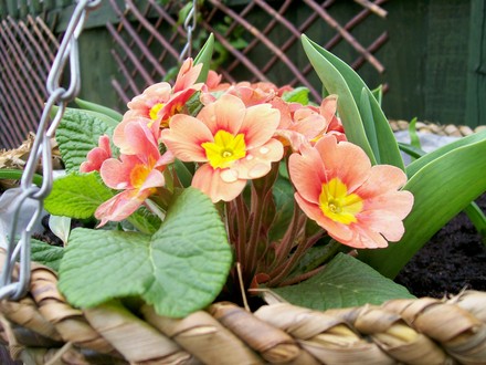 Pretty Polys in my basket! (Primula)