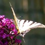 Scarce swallowtail.
